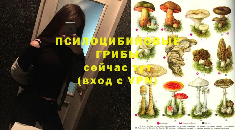 купить закладку  Суоярви  Галлюциногенные грибы Cubensis 